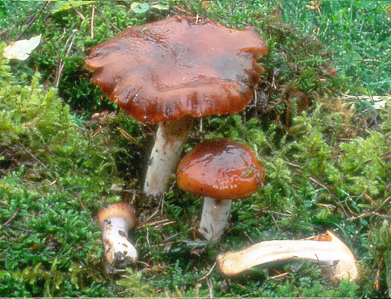 Cortinarius mucosus (Myxacium, Colliniti)